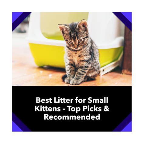 10 Best Litters for Kittens in 2024 .